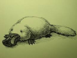 Platypus Sketch Platypus Drawings Animal Drawings
