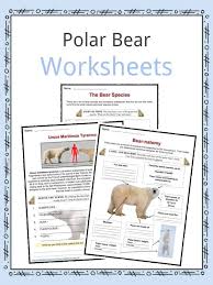 Deserts are hot and dry. Polar Bear Facts Worksheets Habitat Species Information For Kids