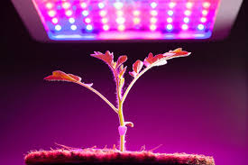 We hope this scientific and evidence based study helps clarify the effect of different grow light spectrum on plant growth and yield. Grow Lights For Indoor Plants And Indoor Gardening An Overview Modern Farmer