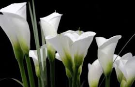 We have a massive amount of hd images that will make your computer or smartphone look absolutely fresh. White Flower Wallpapers Hd