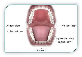 Wisdom teeth symptoms can include: Wisdom Teeth Removal Teeth Extractions Murrieta Ca Temecula