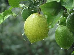 Vickerman everyday 28 artificial potted lemon tree real touch leaves. Lemon Rain Tree Plant Green Leaf Citrus Fruit Leaves Garden Drops Pikist
