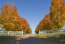 The remainder of the front yard is organized by soft lawn spaces and large birch trees. Best Trees For Driveways