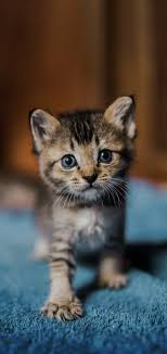 Cute baby cats cute kittens cats and kittens pretty cats beautiful cats baby animals cute animals cat aesthetic aesthetic images. Cute Cat Android Hd Wallpaper Free Download Cute Cats And Dogs Baby Cats Cute Animals