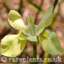 Image result for Moraea spathulata