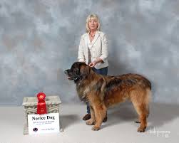 Puppyfinder.com is your source for finding an ideal puppy for sale in ohio, usa area. Welcome To Leos Of Serengeti