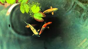There are opinions about gold fish live wallpaper yet. Koi Fish Live Wallpaper Youtube