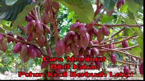 Materi ipa kelas 6 hewan dan tumbuhan langka. Cara Buat Bibit Kakao Coklat Pohon Kecil Berbuah Lebat Youtube