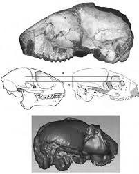 Primate Evolution – Explorations