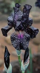 Aquilegia Black Barlow