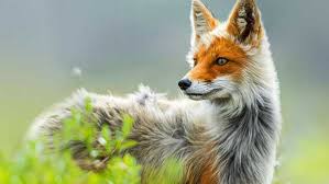 Wildlife Wallpaper Posted By Zoey Anderson Animals wallpapers hd sort wallpapers by: wildlife wallpaper posted by zoey anderson