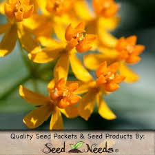 Robot Check Asclepias Tuberosa Milkweed Seeds Asclepias