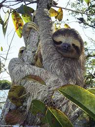 Check spelling or type a new query. Zoo Park Foundation Of Sao Paulo