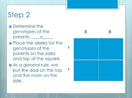 It looks like you may be having problems playing this video. How To Make A Punnett Square A Step By Step Method Ppt Download