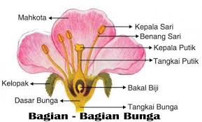 Bunga apa saja yang kalian tahu? Pengertian Bunga Fungsi Bagian Jenis Contohnya Lengkap