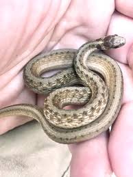 This common garter snake subspecies primarily resides in the lone star state, though. Native Texas Wildlife