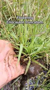 Image result for Eriocaulon truncatum