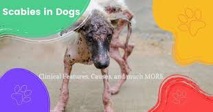 Image result for scabies dogs detail