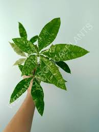 Image result for Pachira glabra