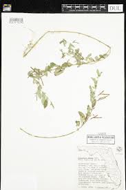 Image result for Indigofera charlieriana
