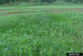 Image result for Oxycaryum