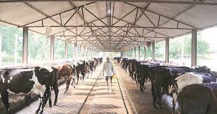 Dairy Farming In India In 2020 Dairy Farms Cow Shed Design Agricultural Land For Sale