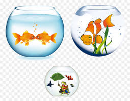 Akuarium ikan mas ikan terumbu karang, ikan, hewan, fauna png. Ikan Mas Akuarium Ikan Gambar Png