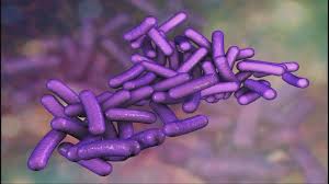Image result for Shigella