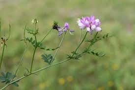 Image result for Securigera  varia