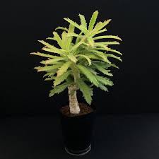 Image result for Monadenium torrei