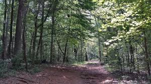Signage was excellent, only complaint is that it was extremely muddy. Hornets Nest About 30 Ft Off The Tee Renaissance Park Disc Golf Course Facebook