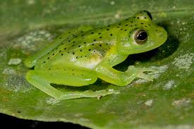 Image result for glass frog