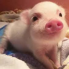Bacon Aww Cute Animals Cats Dogs Cute Baby Animals Cute Baby Pigs Cute Piglets