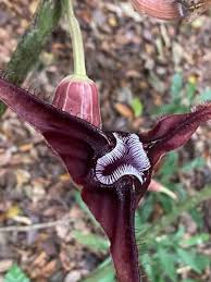 Image result for Aristolochia triactina