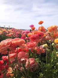 Plants and worn, aged materials are generally used by japanese garden designers to suggest a natural landscape, and to express the fragility of existence as … Dreaming Of The Flower Fields Carlsbad Ca Flowers Photography Beautiful Flowers Flowers Nature