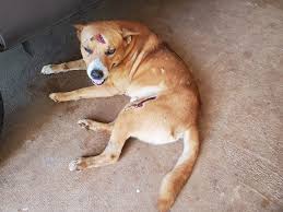 Update on the street dog with the injured leg. Unfortunately the leg is  broken. I thought he had possibly been run over but the Vet thinks he has  been bitten by a