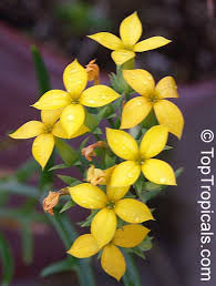 Image result for Kalanchoe laciniata