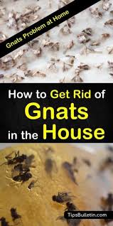 2 Fast Easy Ways To Get Rid Of Gnats In The House In 2020 How To Get Rid Of Gnats Get Rid Of Flies Getting Rid Of Nats