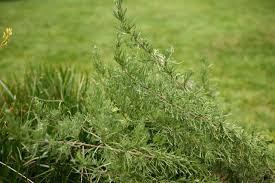 Image result for Eriocephalus