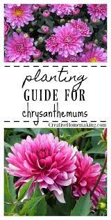 Planting Guide For Chrysanthemums Flowers Perennials Chrysanthemum Growing Beautiful Flowers Garden