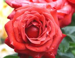 ورد الجوري انواع ورد الجوري معلومات عن ورد الجوري صور ورد الجوري Red Flowers Flowers Rose