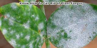 Check spelling or type a new query. Know How To Get Rid Of Plant Fungus