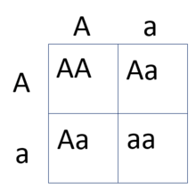 If evolution is true why didn't humans evolve wheels so they can roll down hill faster to avoid predators? Punnett Square Wikipedia