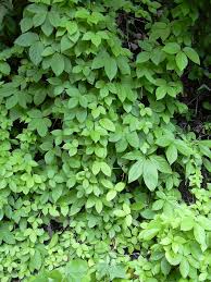Image result for Dioscorea cotinifolia