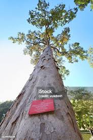 Image result for Dipterocarpaceae