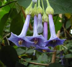 Iochroma are originally from south america and prefer a warm sheltered position in full sun to part shade. Iochroma Grandiflora Blue Angel S Trumpet