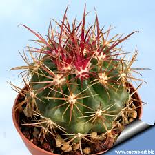 San diego barrel cactus ferocactus viridescens. Ferocactus Viridiscens