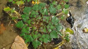 Image result for Trapa natans