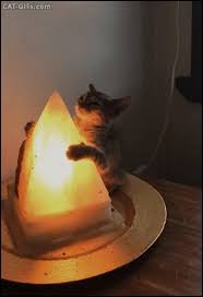 Find gifs with the latest and newest hashtags! Cute Sleepy Kitten Found Blissfully Hugging Warm Salt Lamp Album On Imgur