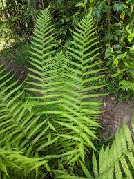 Image result for Christella dentata